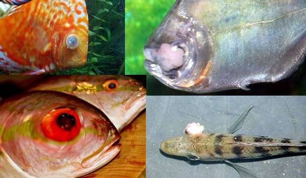 Глазные болезни рыб, фото болезни рыб фотография