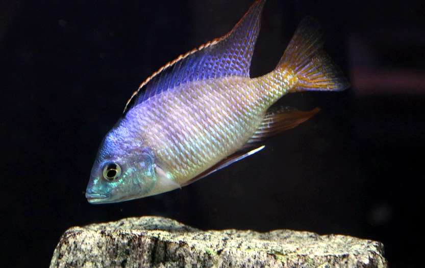 Псевдотрофеус саулози (Pseudotropheus saulosi), фото фотография болезни аквариумных рыб pixabay