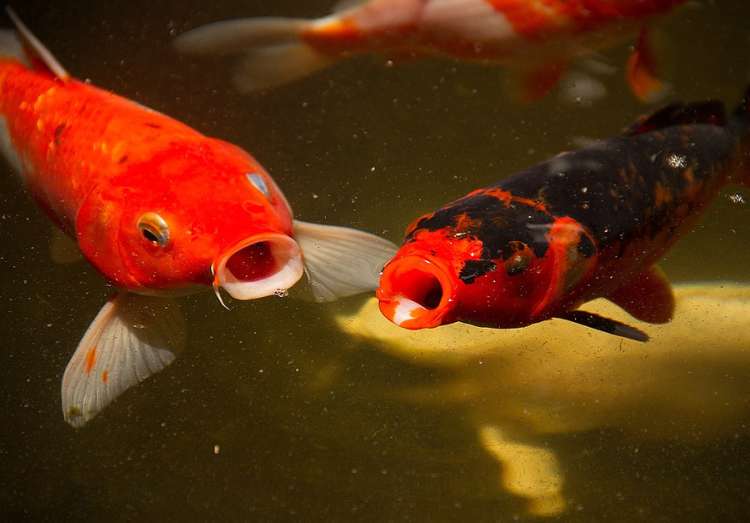 Рыбам не хватает кислорода, фото фотография болезни рыб pixabay