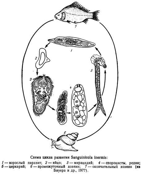 Схема цикла развития Sanguinicola inermis, рисунок картинка