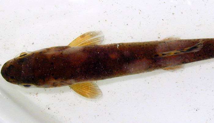 Рыба, больная апиозомозом, фото фотография болезни рыб