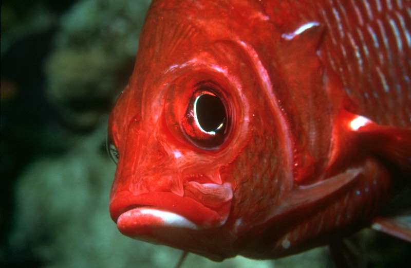 Красная рыба, крупный план, фото фотография болезни рыб