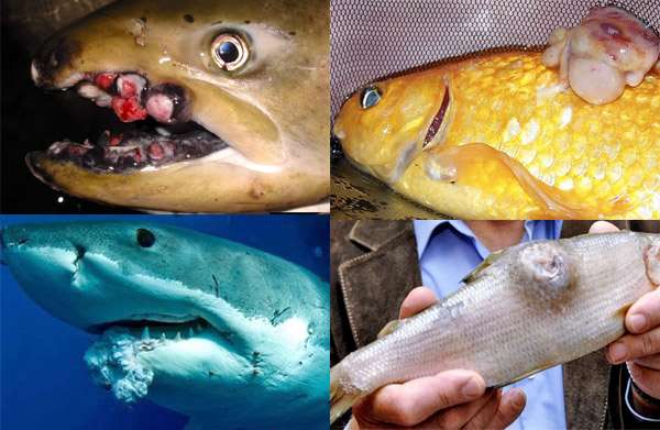 Больные раком рыбы, фото фотография болезни рыб