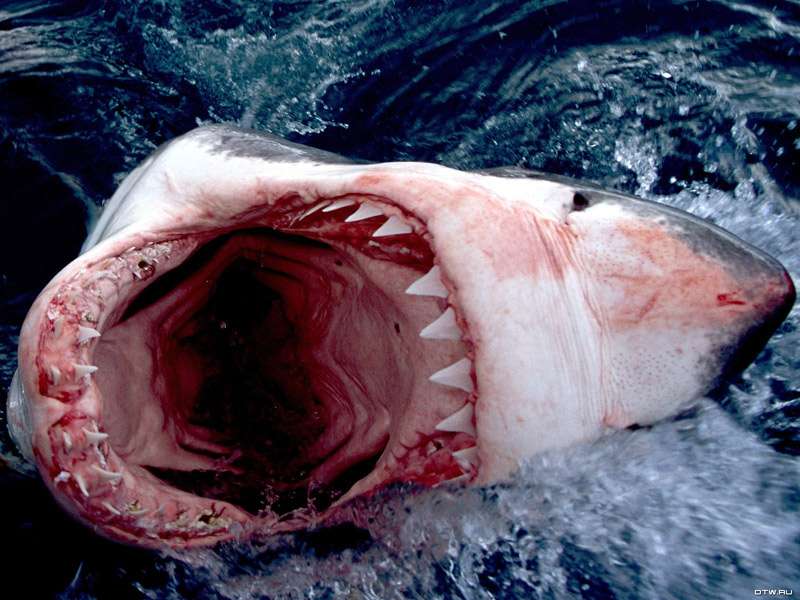 Зубы белой акулы (Carcharodon carcharias), фото фотография рыбы