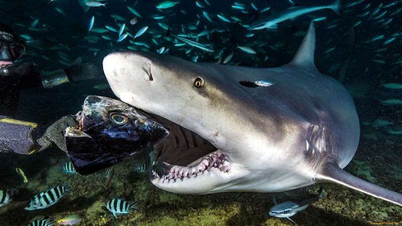 Серая акула, фото фотография рыбы
