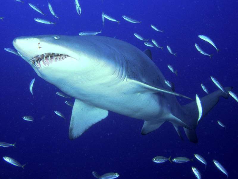 Белая акула, фото фотография опасные рыбы