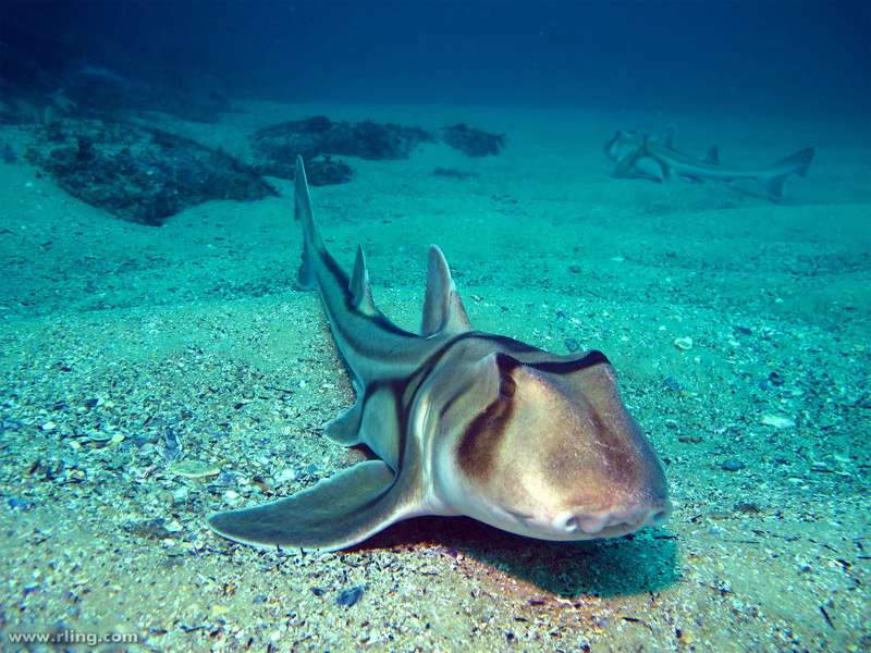 Австралийская бычья акула (Heterodontus portusjacksoni), фото фотография рыбы