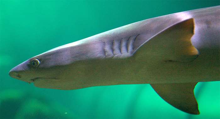 Карликовая светящаяся акула (Etmopterus perryi), фото фотография опасные рыбы