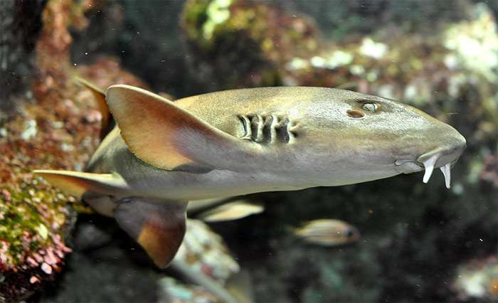 Серая кошачья акула (Chiloscyllium griseum), фото фотография рыбы