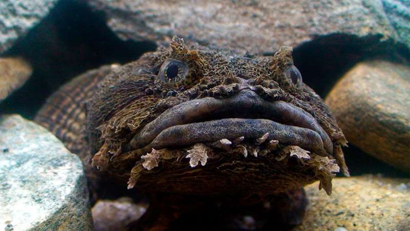 Рыба-жаба (Opsanus tau), фото фотография