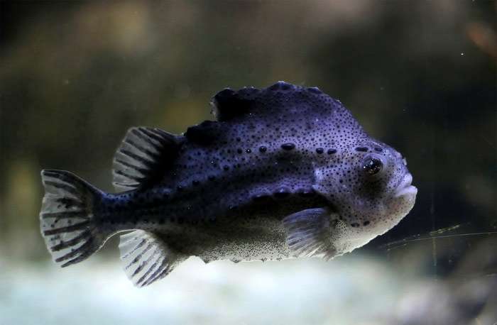 Пинагор или рыба-воробей (Cyclopterus lumpus), фото фотография подводный мир