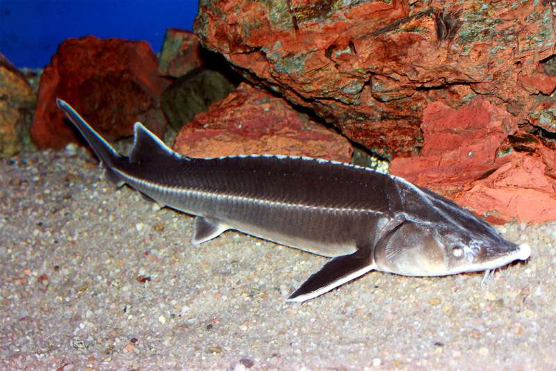 Стерлядь (Acipenser ruthenus), фото фотография осетровые рыбы