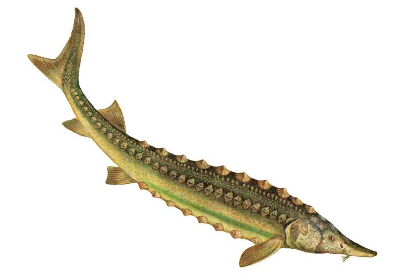 Тихоокеанский, или зеленый осетр (Acipenser medirostris), рисунок картинка осетровые рыбы