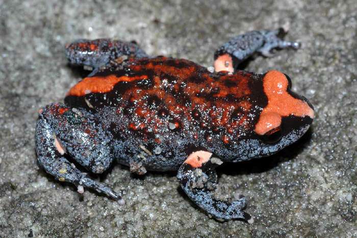 Яркоголовая ложная жаба (Pseudophryne australis), фото фотография квакши лягушки