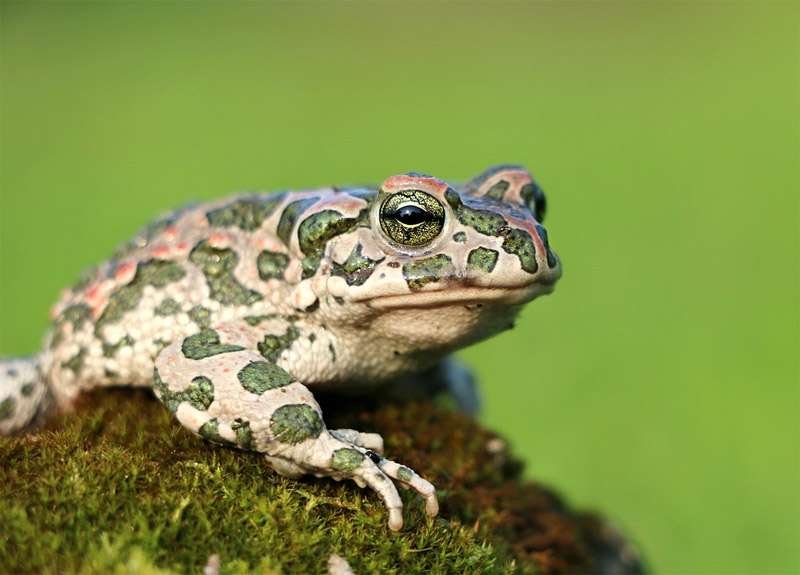 Зеленая жаба (Bufo viridis), фото фотография земноводные