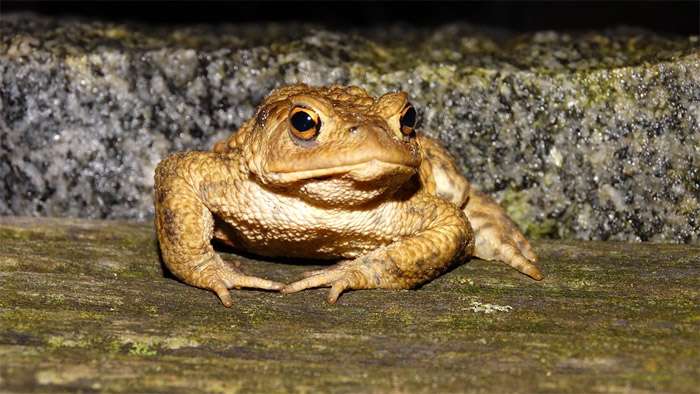 Жаба-ага, жаба ага тростниковая (Bufo marinus), фото фотография смешная картинка