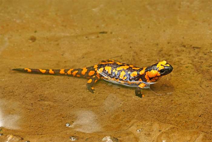 Огненная саламандра, обыкновенная саламандра (Salamandra salamandra) , фото фотография смешная картинка