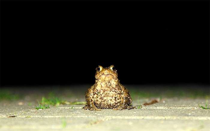 Жаба ночью на дороге, фото фотография 