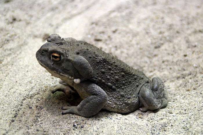 Серая жаба (Bufo bufo), фото фотография бесхвостые амфибии