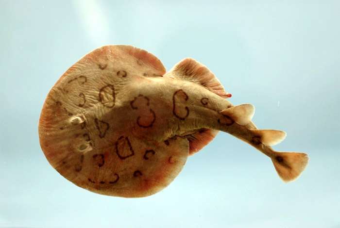 Электрическая нарцина (Narcine bancroftii), фото фотография рыбы