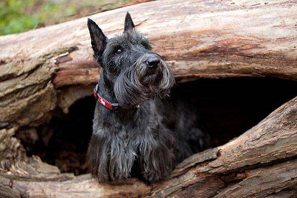 Скотч-терьер, шотландский терьер, фото породы собак фотография