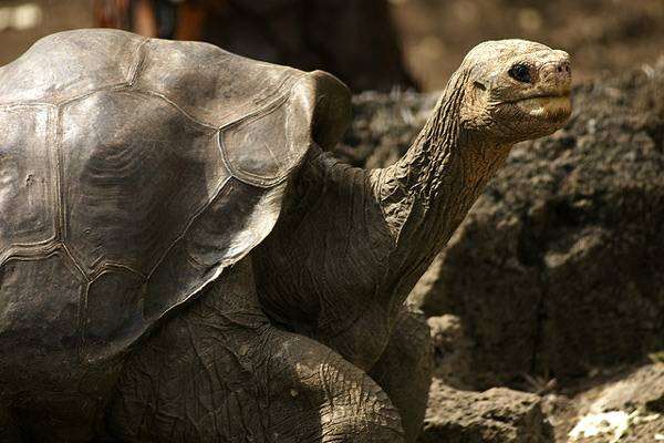 Галапагосская гигантская черепаха (Aldabrachelys gigantea), фото новости о животных фотография рептилии