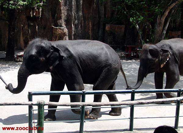 Индийские слоны, азиатские слоны (Elephas maximum), фото новости о животных фотография