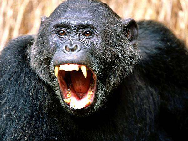 Шимпанзе (Pan troglodytes), фото новости о животных фотография приматы