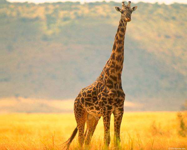 Жираф (Camelopardalis giraffa), фото новости о животных парнокопытные фотография