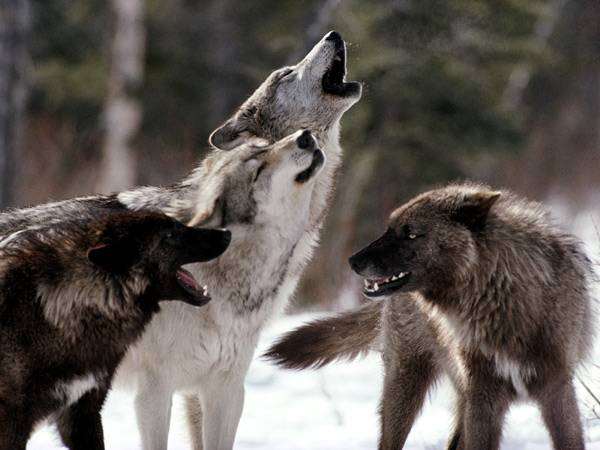 Серый, или обыкновенный волк (Canis lupus), фото новости о животных фотография хищники