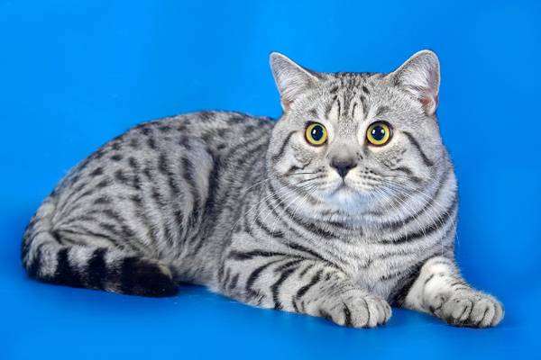 Британский короткошерстный кот, фото кошки, фотография породы кошек