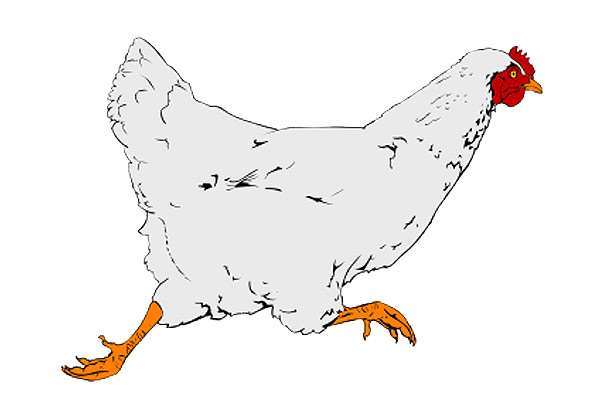 Белая курица куда-то бежит, рисунок картинка сказка