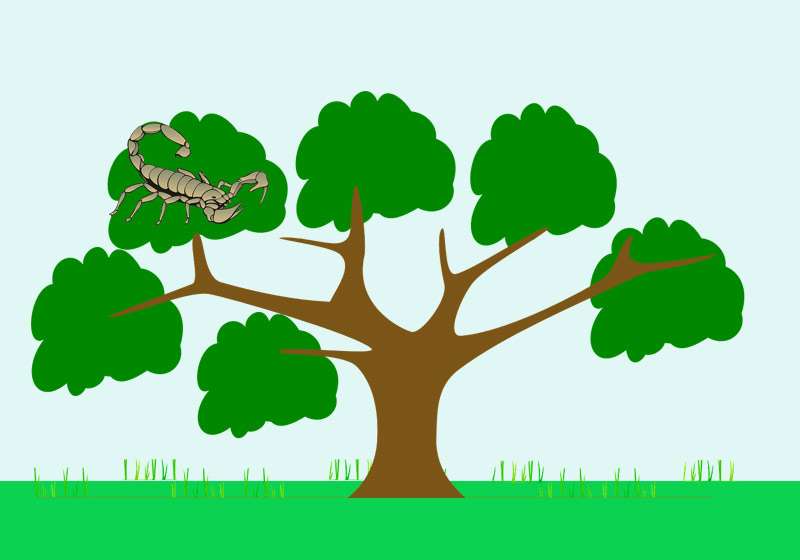 Скорпион на дереве, рисунок картинка изображение