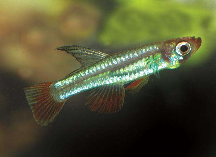 Лучеглаз Майерса, или аплохейлихтис-колибри (Poropanchax myersi), фото фотография аквариумные рыбки