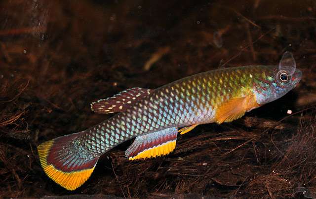 Афиосемион циннамомеум (Fundulopanchax cinnamomeus), фото фотография аквариумные рыбки
