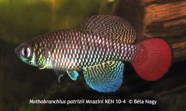 Нотобранх Патрици (Nothobranchius patrizii), фото фотография аквариумные рыбки