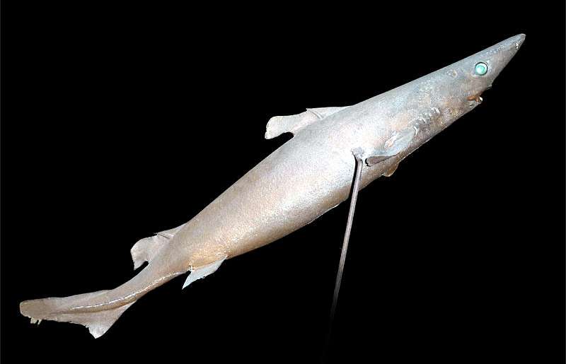 Длинноносая бархатная акула (Centroselachus crepidater), фото фотография хрящевые рыбы