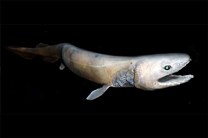 Плащеносная акула (Chlamydoselachus anguineus), фото фотография рыбы