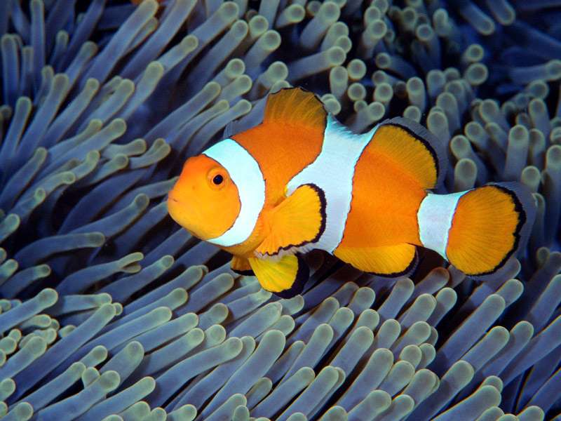 Клоун-перкула, амфиприон-клоун, рыба-клоун, оранжевый амфиприон (Amphiprion percula), фото фотография морские рыбки