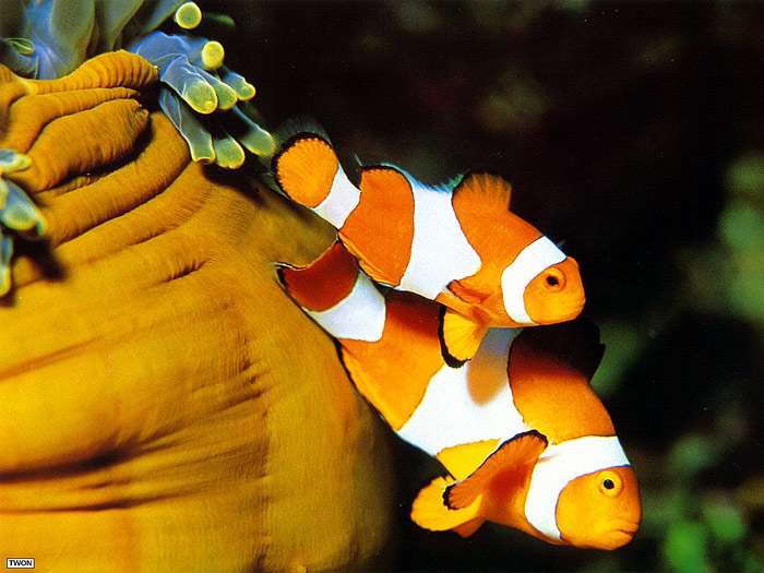 Рыба-клоун, оранжевый амфиприон (Amphiprion percula), фото фотография аквариумные рыбки