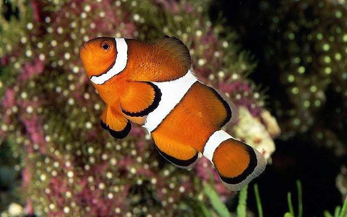 Амфиприон-клоун, оранжевый амфиприон (Amphiprion percula), фото фотография рыбы