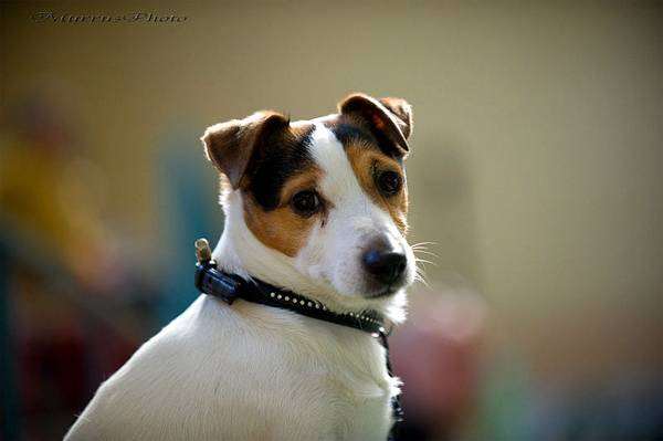 Джек-рассел-терьер, породы собак собаки терьеры фото фотография