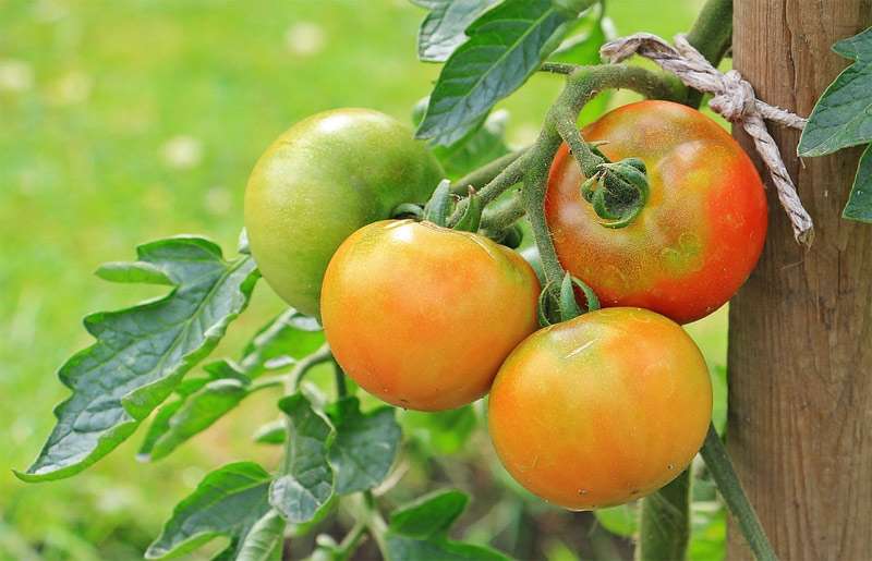 Кусты помидоров, фото фотография овощи
