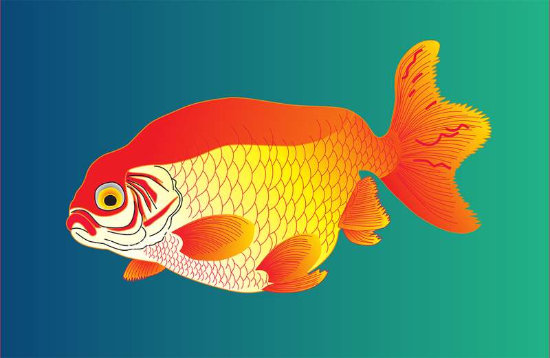 Золотая рыбка, клипарт рисунок