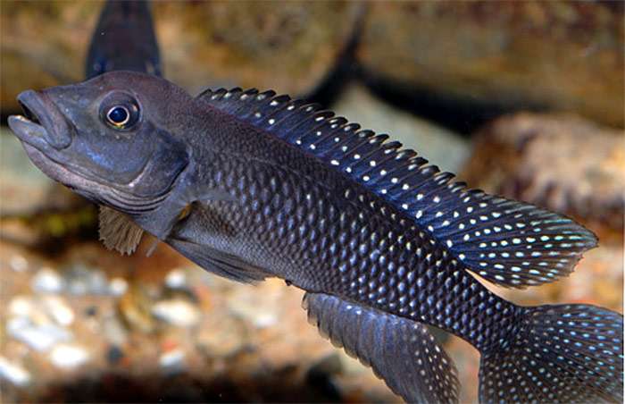Львиноголовый лампрологус (Lamprologus congoensis), фото фотография аквариумные рыбки