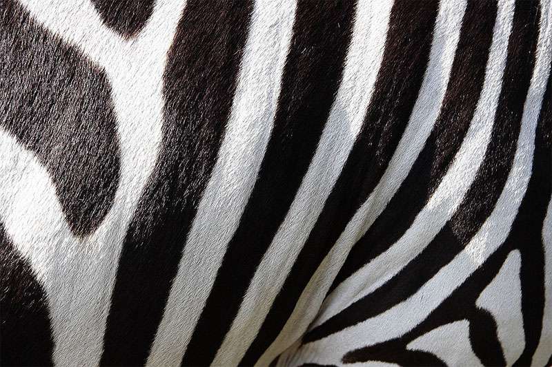 Полоски на шкуре зебры, фото фотография непарнокопытные