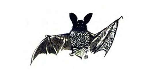 Летучая мышь, рисунок иллюстрация к сказке
