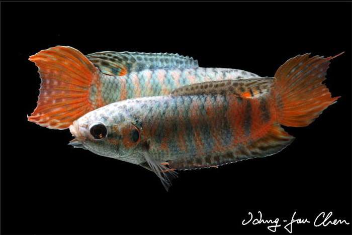Макропод (Macropodus opercularis), фото фотография лабиринтовые рыбы