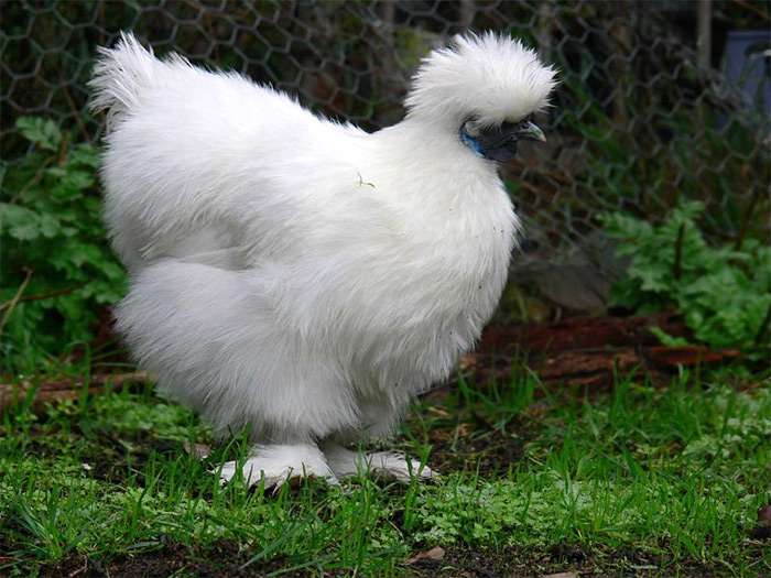 Шелковая курица, фото фотография птицы