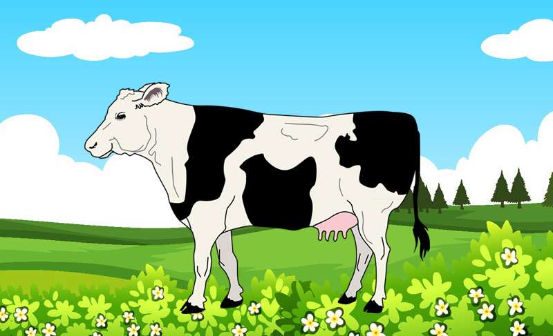Бело-черная корова, рисунок картинка
